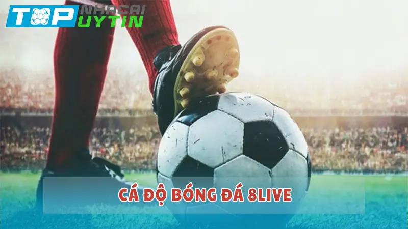 Cá độ bóng đá 8LIVE: Nơi cá cược uy tín hàng đầu Việt Nam